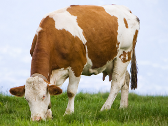 Alergia bebelusului la laptele de vaca